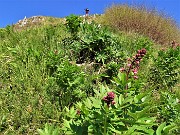 35 Salita al Primo Corno (814 m) tra estese prossime fioriture di Frassinella